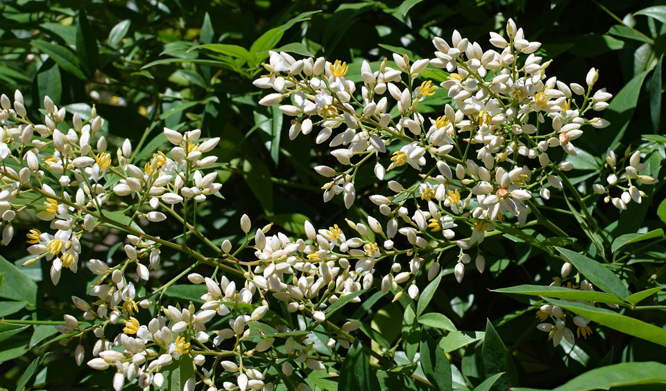 Nandina doméstica en floración