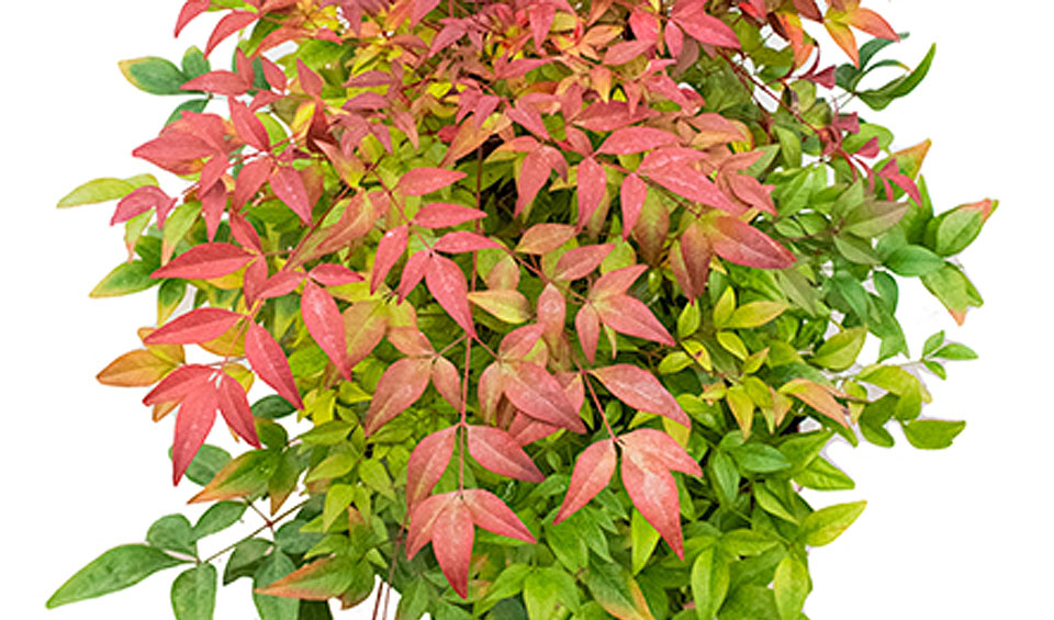 Nandina domestica, follaje