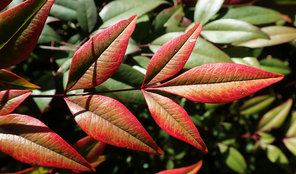 Nandina domestica, hojas