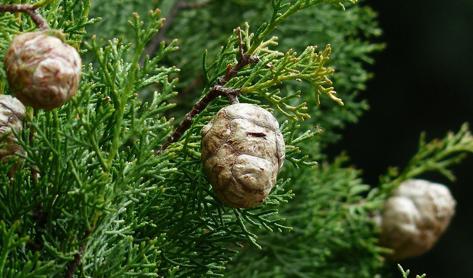 Frutos de Cupressus sempervirens