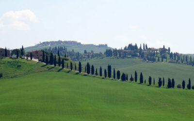 Cupressus sempervirens