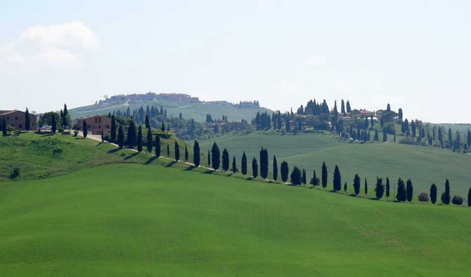 Cupressus sempervirens en La Toscana