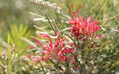 Grevillea juniperina