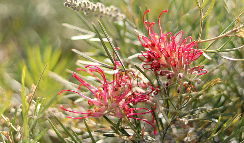 Grevillea juniperina