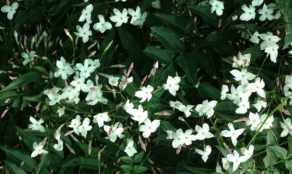 Jasminum polyanthum en valla