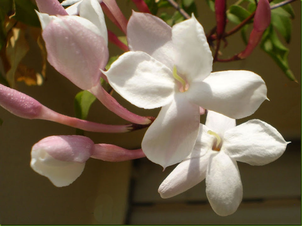 Jasminum polyanthum, flor