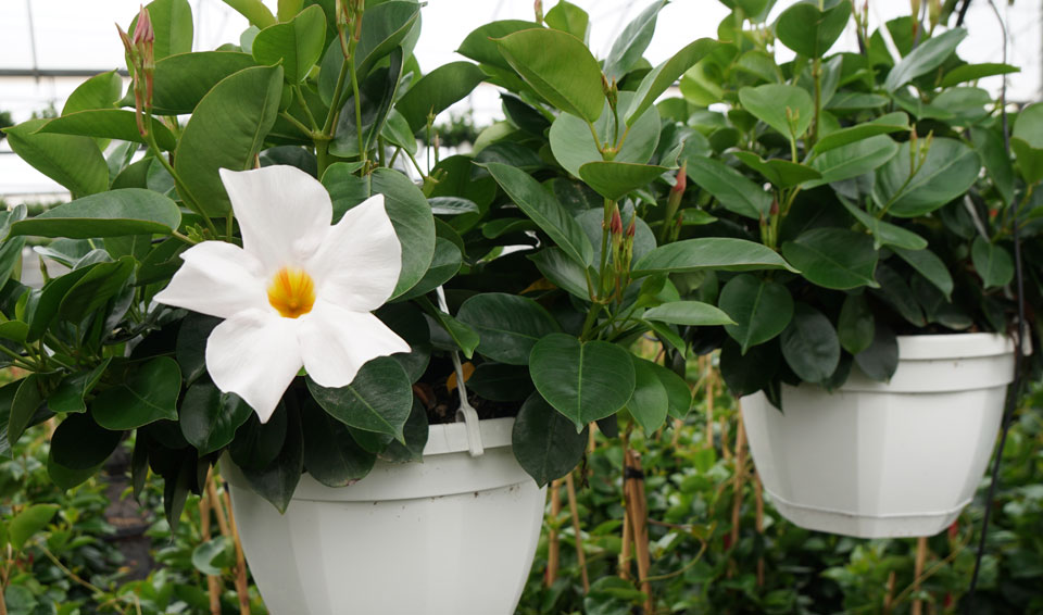 Dipladenia colgante en blanco