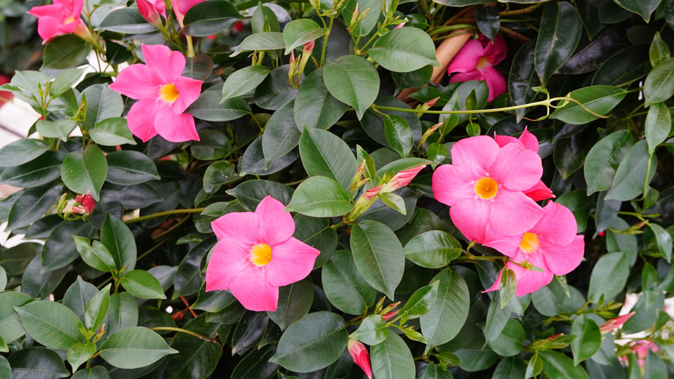 Dipladenia en rosa