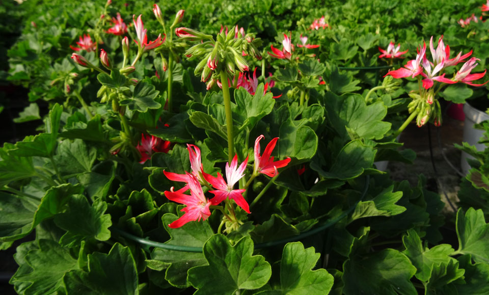 Pelargonium 'Fireworks'