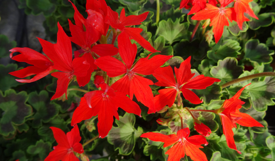 Pelargonium Fireworks