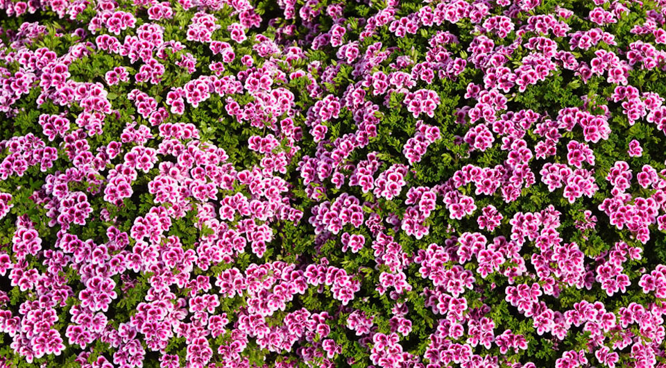 Pelargonium grandiflorum