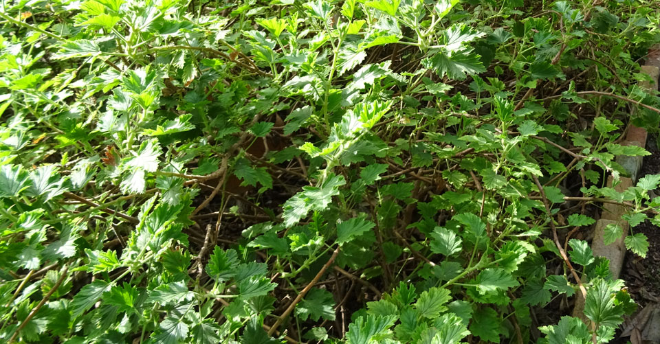 Pelargonium odoratissimum