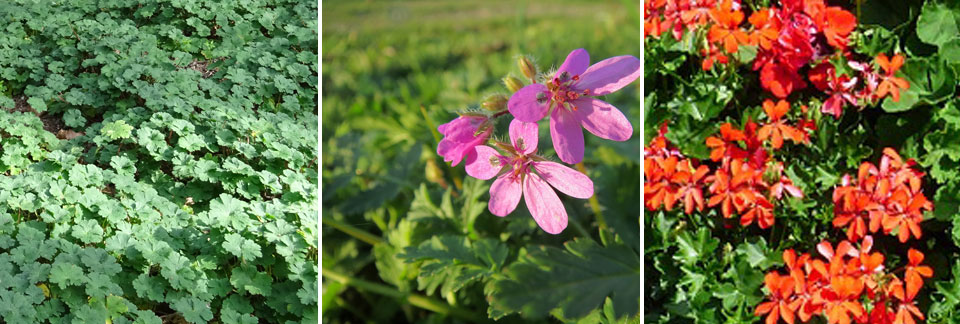 Geranium, Erodium, Pelargonium