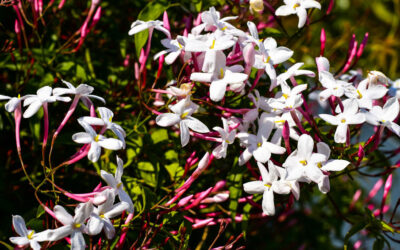 Jasminum polyanthum