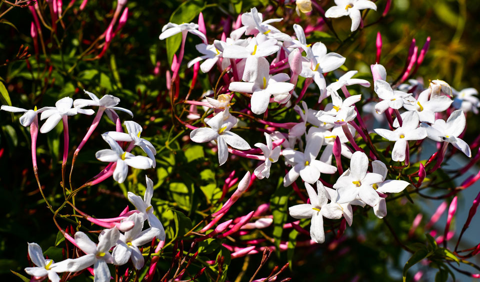 Jasminum polyanthum o chino