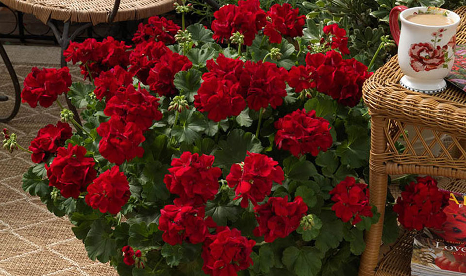 Pelargonium interspecific en color rojo