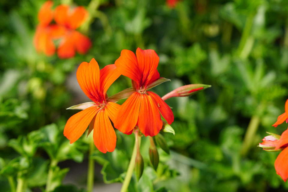 Pelargonium peltatum