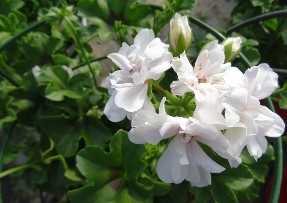 Pelargonium peltatum