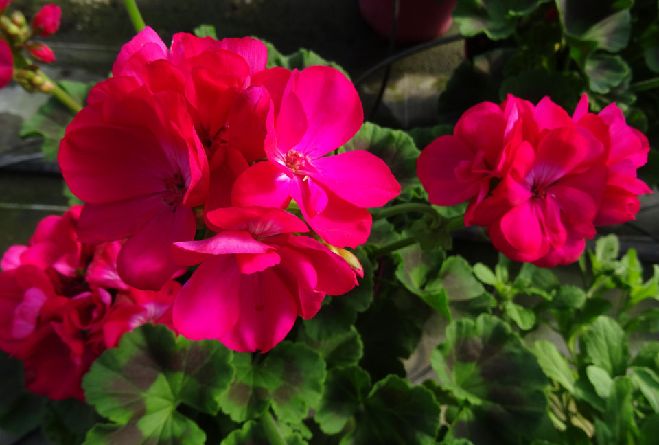 Pelargonium zonale