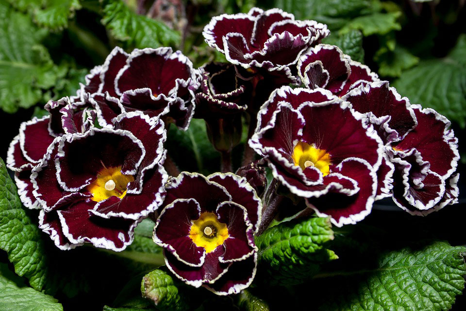 Primula acaulis bicolor