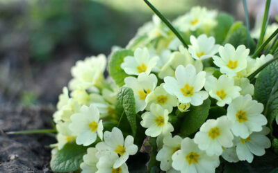 Primula acaulis