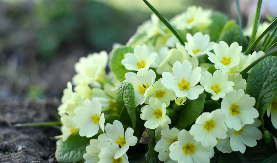 Primula acaulis