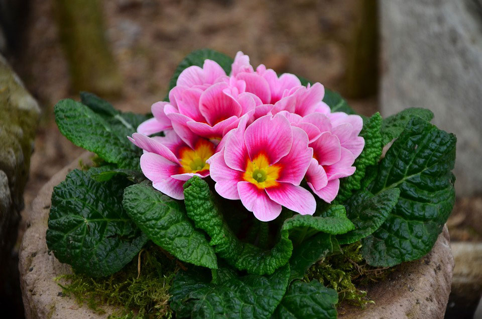 Primula acaulis rosa