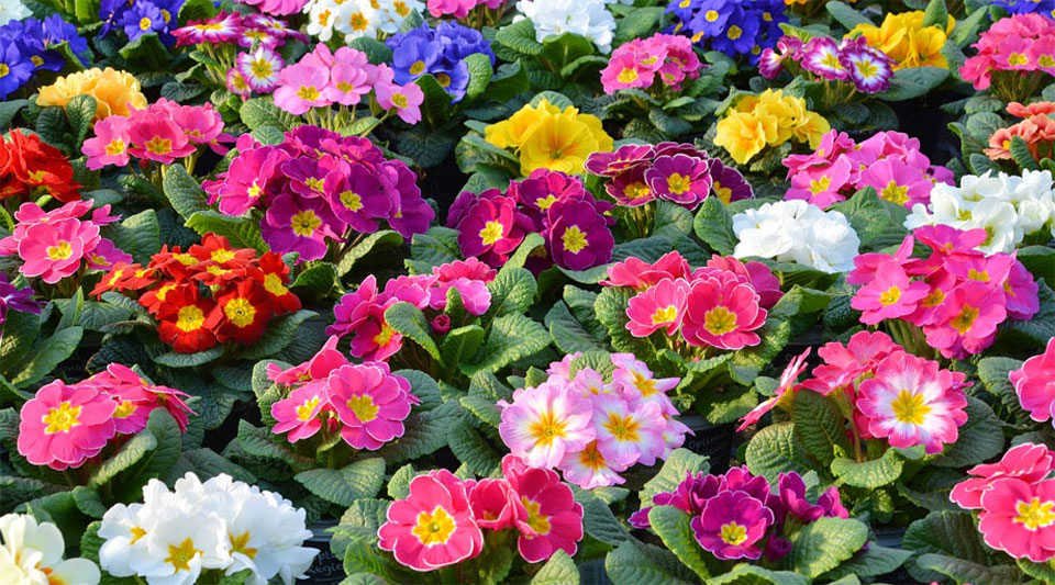 Primula acaulis, variedades