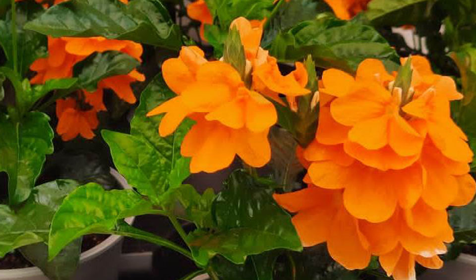 Crossandra infundibuliformis MaQu