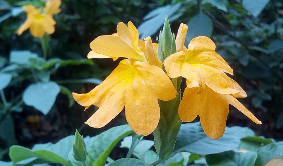 Crossandra amarilla