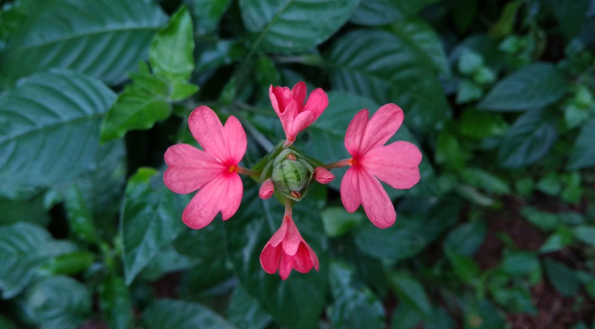 Crossandra rosa