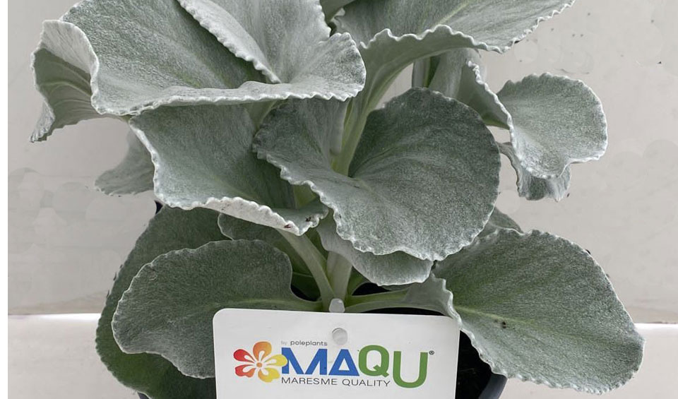 Senecio candicans 'Angel Wings' de MaQu