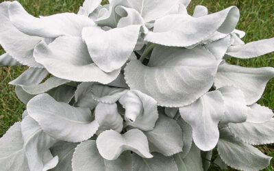 Senecio candicans Angel Wings