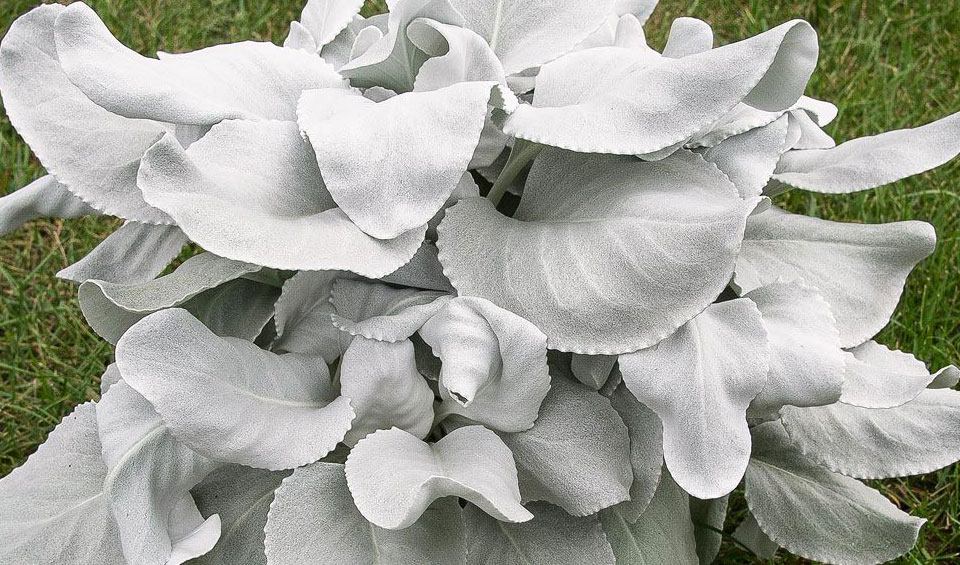 Senecio candicans 'Angel Wings'