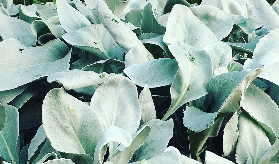 Senecio candicans 'Angel Wings' en garden