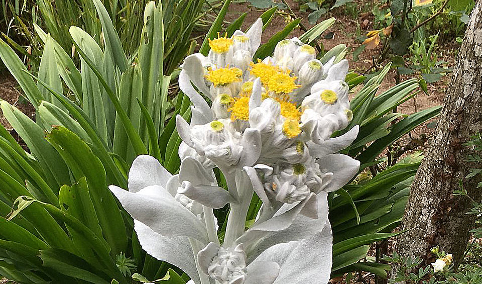 Senecio candicans 'Angel Wings' en flor