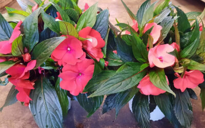 Impatiens New Guinea