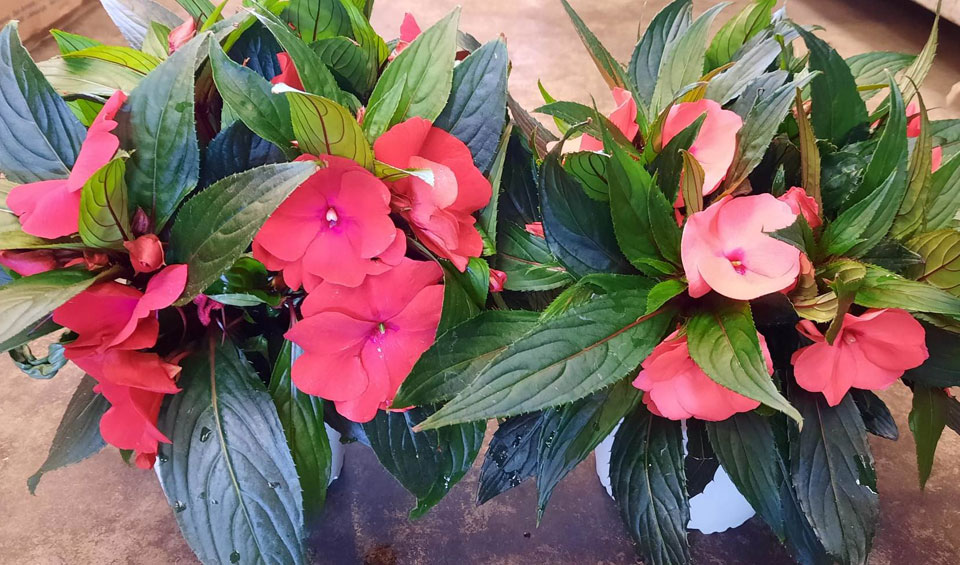 Impatiens New Guinea