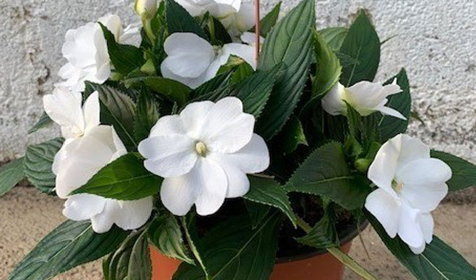 Impatiens New Guinea de Maqu