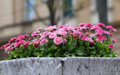 Bellis perennis