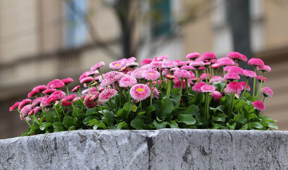 Bellis perennis