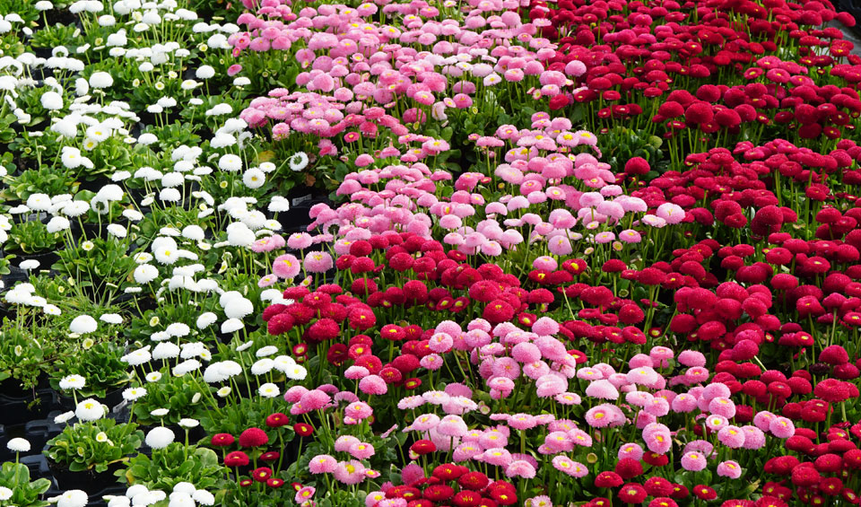 Bellis perennis de MaQu