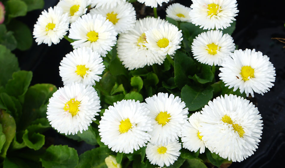 Bellis perennis de MaQu, blanco