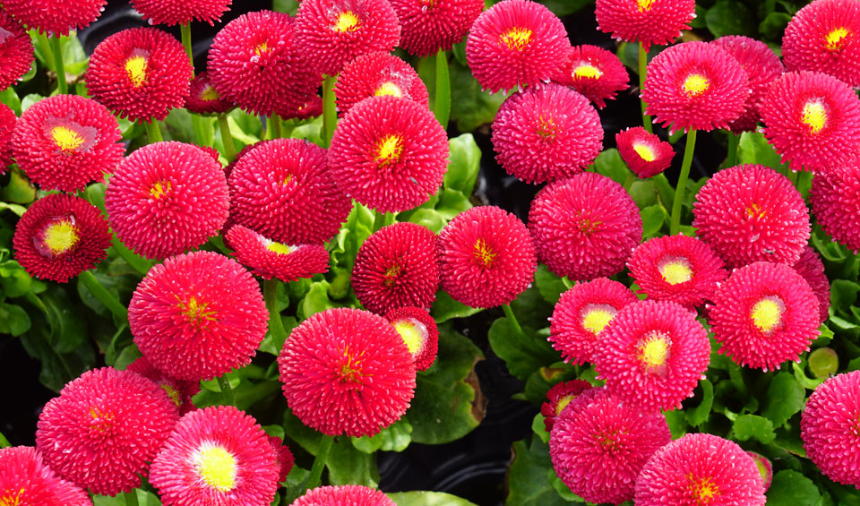 Bellis perennis de MaQu, rojo