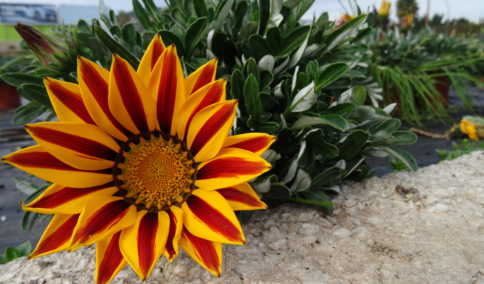 Gazania bicolor