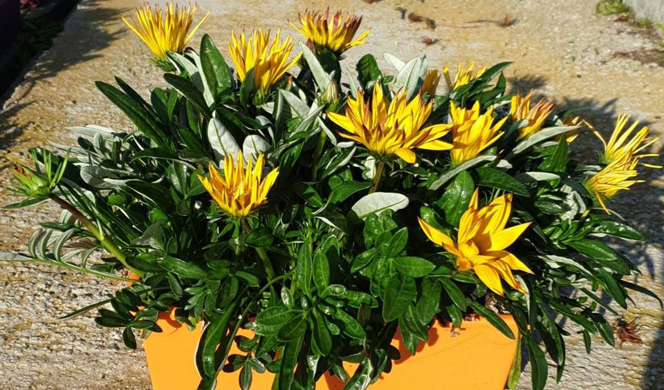 Gazania Maqu en jardinera