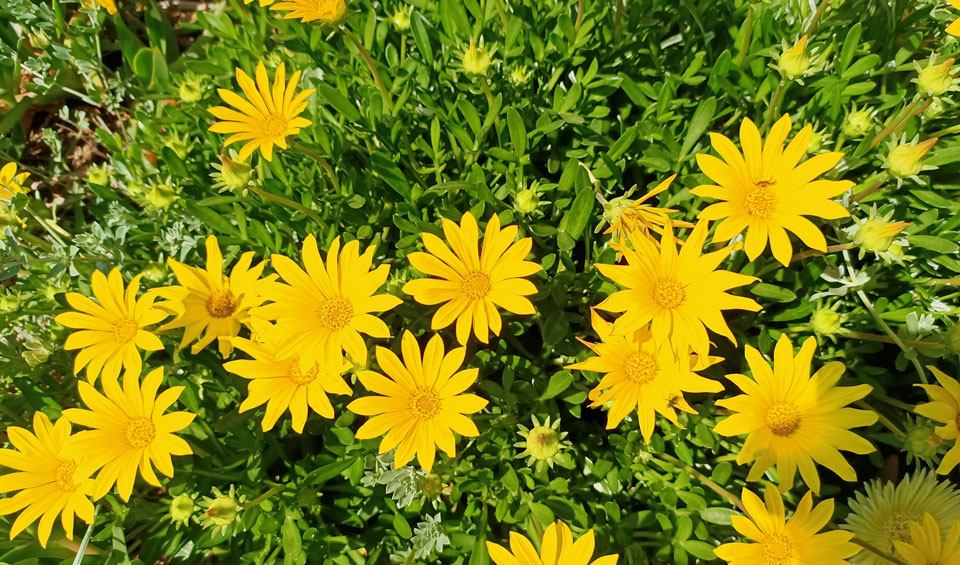 Gazania en paseo marítimo