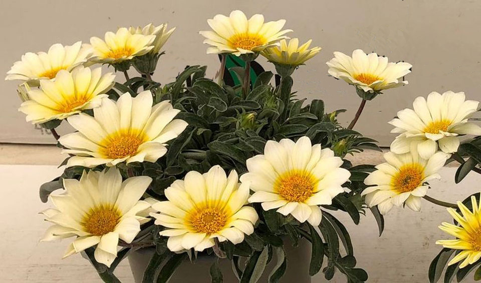 Gazania en maceta de Maqu