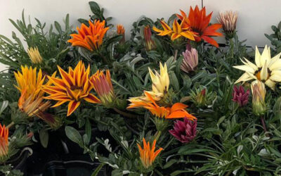 Gazania