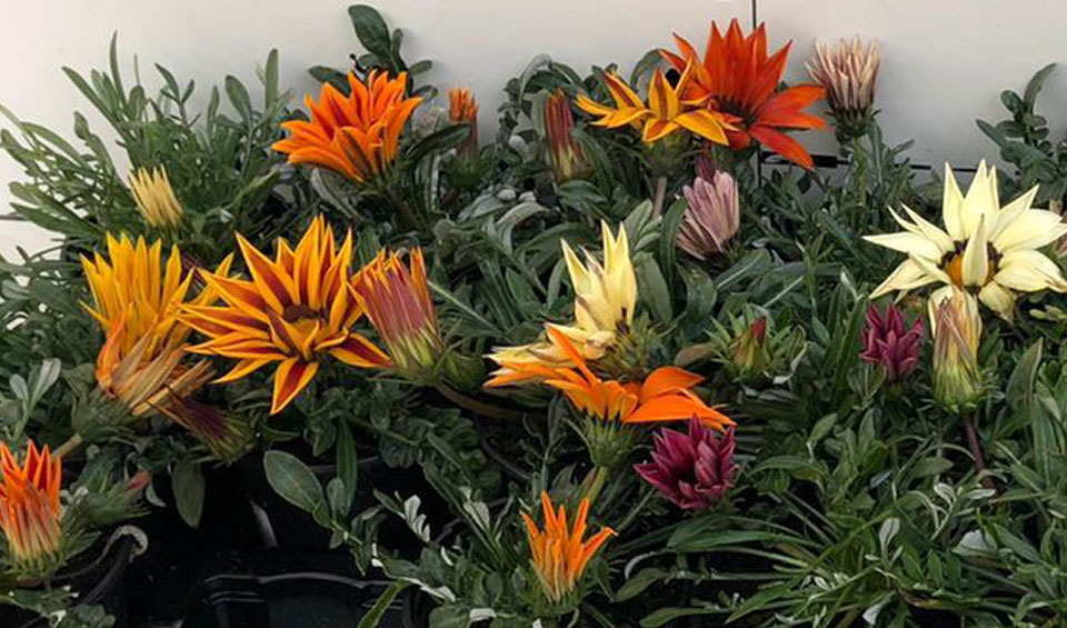 Surtido de Gazanias de Maqu